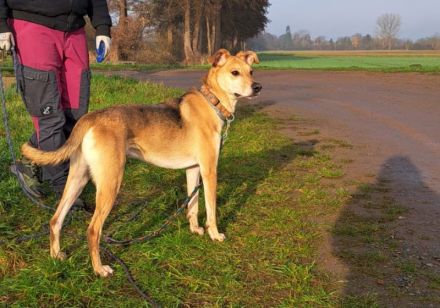 "Figo" sucht erfahrene Hundehalter mit ländlicher Wohnlage