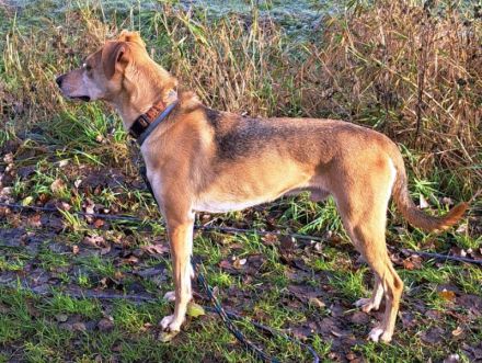 "Figo" sucht erfahrene Hundehalter mit ländlicher Wohnlage