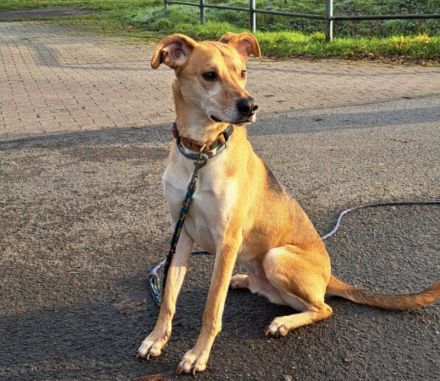"Figo" sucht erfahrene Hundehalter mit ländlicher Wohnlage