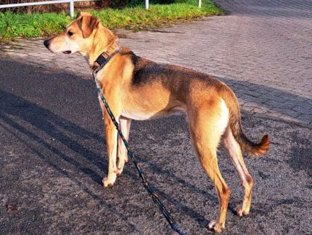 "Figo" sucht erfahrene Hundehalter mit ländlicher Wohnlage