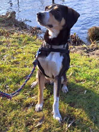 "Joker" sucht Einzelperson oder Paar mit Erfahrung und lust auf Hundesport