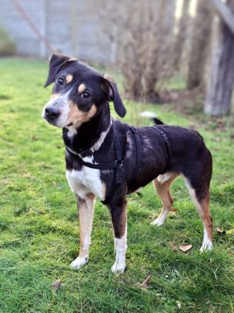 "Joker" sucht Einzelperson oder Paar mit Erfahrung und lust auf Hundesport