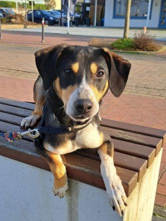 "Joker" sucht Einzelperson oder Paar mit Erfahrung und lust auf Hundesport