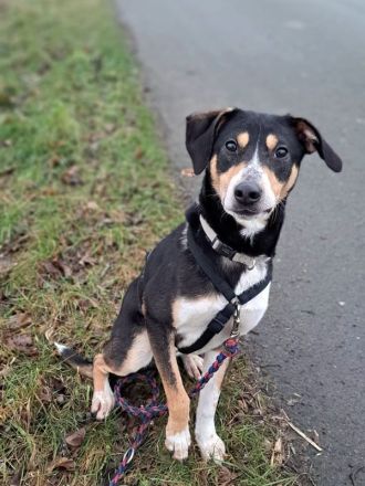 "Joker" sucht Einzelperson oder Paar mit Erfahrung und lust auf Hundesport