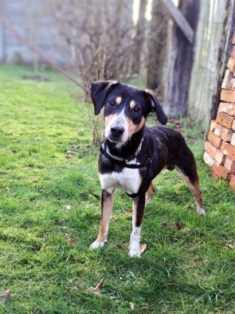 "Joker" sucht Einzelperson oder Paar mit Erfahrung und lust auf Hundesport