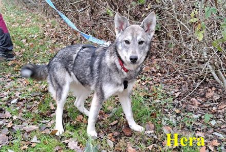 "Hera" und "Hilda" hübsche Husky-Mix Junghündinnen suchen Zuhause