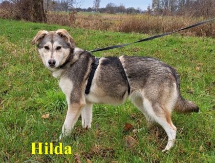 "Hera" und "Hilda" hübsche Husky-Mix Junghündinnen suchen Zuhause