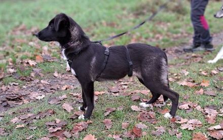 "Alina" kleine Retriever-Mix Junghündin sucht ein Zuhause