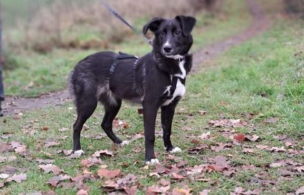 "Alina" kleine Retriever-Mix Junghündin sucht ein Zuhause