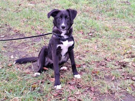 "Alina" kleine Retriever-Mix Junghündin sucht ein Zuhause