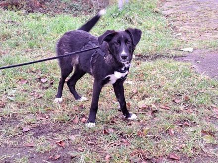 "Alina" kleine Retriever-Mix Junghündin sucht ein Zuhause