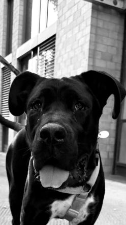 Champ sucht für immer zuhause