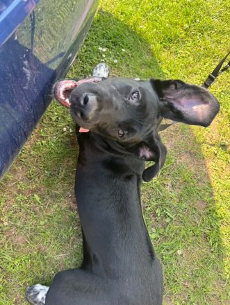 Champ sucht für immer zuhause