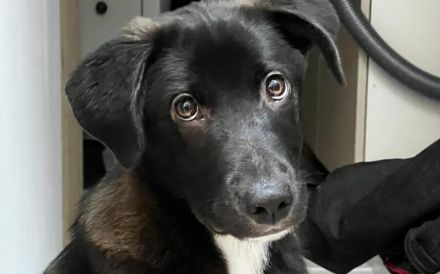 Kleiner Herzensbrecher Picu