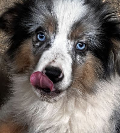 Zuchtaufgabe am 11,12,2025 Mine Australien Shepherd