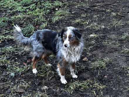 Zuchtaufgabe am 11,12,2025 Mine Australien Shepherd