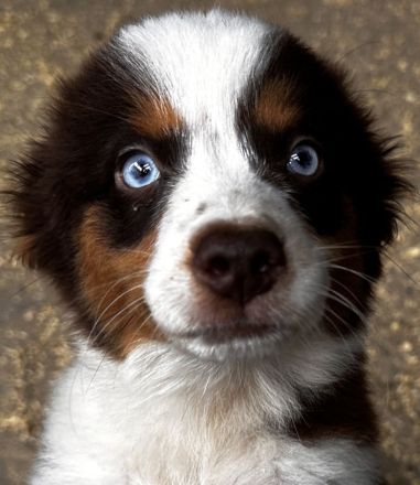 Zuchtaufgabe am 11,12,2025 Mine Australien Shepherd