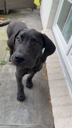 Traum Welpe Loki Deutsche Dogge x Boerboel