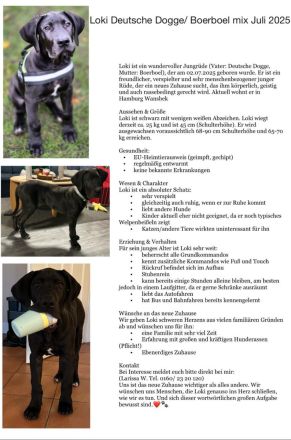 Traum Welpe Loki Deutsche Dogge x Boerboel