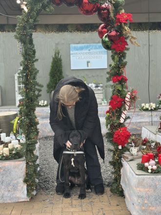 Traum Welpe Loki Deutsche Dogge x Boerboel