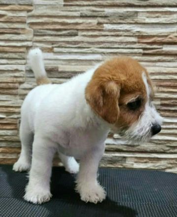 Süße Jack Russell Welpen - Männchen und Weibchen Familienbegleiter