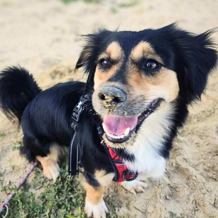 Sunny in 07749 Jena sucht ihr Für-immer-Zuhause