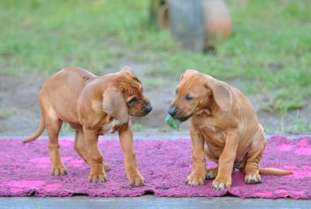 Zauberhafter Rhodesian Ridgeback Junge (*04.09.2025) - kuschelig, meschenbezogen, aufgeschlossen