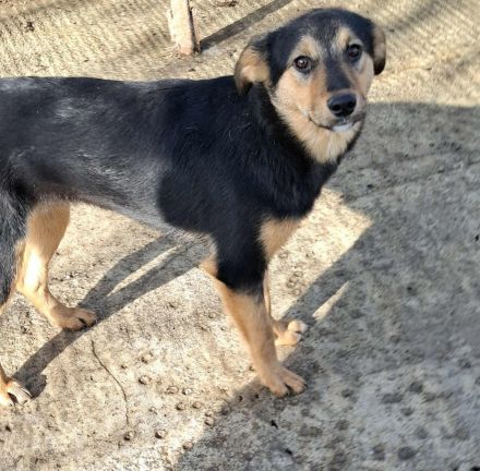 Missy sucht ihr Für-immer-Zuhause