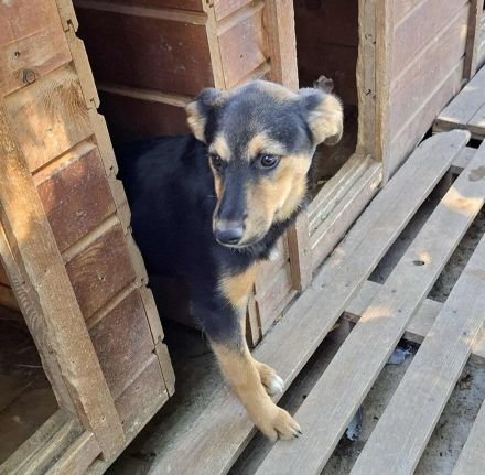 Missy sucht ihr Für-immer-Zuhause