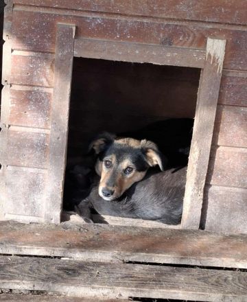 Missy sucht ihr Für-immer-Zuhause
