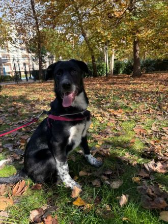 Till ein Labbymix kinderlieb und freundlich