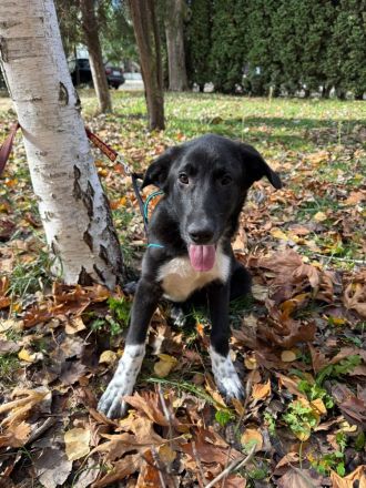 Till ein Labbymix kinderlieb und freundlich