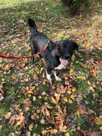 Till ein Labbymix kinderlieb und freundlich