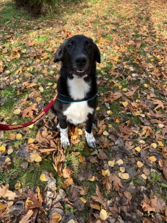 Till ein Labbymix kinderlieb und freundlich