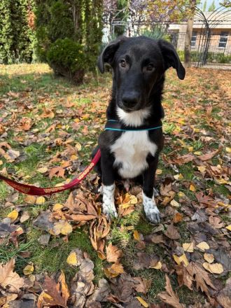 Till ein Labbymix kinderlieb und freundlich