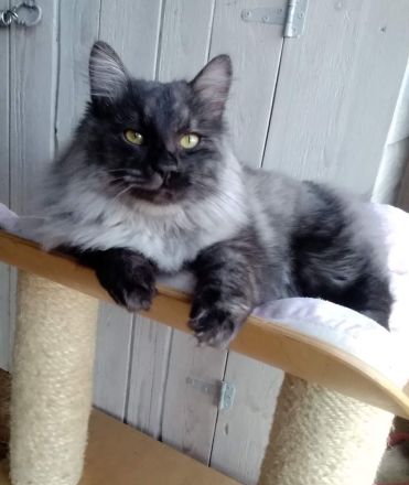 Kurilian Bobtail Katze Kater