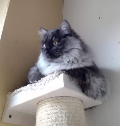 Kurilian Bobtail Katze Kater