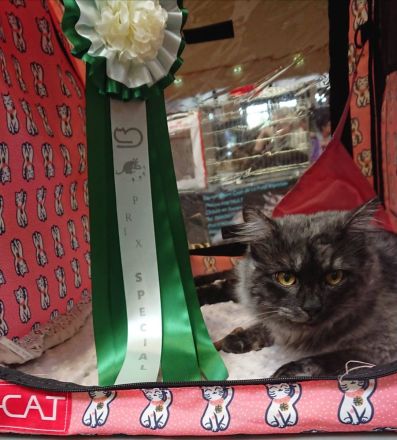 Kurilian Bobtail Katze Kater