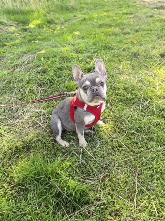 Französische Bulldogge sucht ein Zuhause