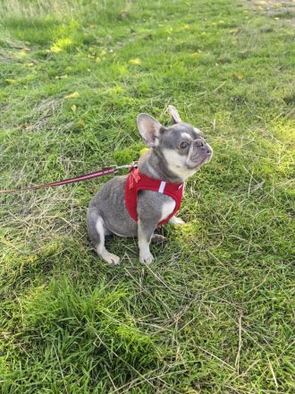 Französische Bulldogge sucht ein Zuhause