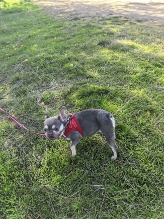 Französische Bulldogge sucht ein Zuhause