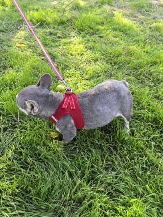 Französische Bulldogge sucht ein Zuhause