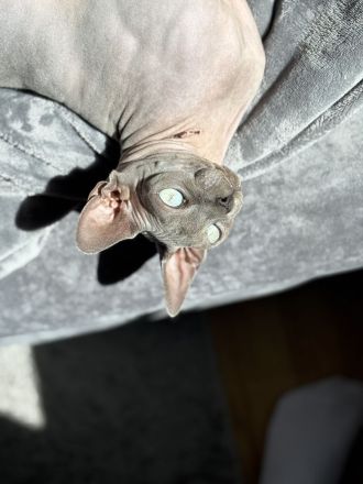 2 Canadian Don Sphynx 1 Kater und 1 Katze (Geschwister)