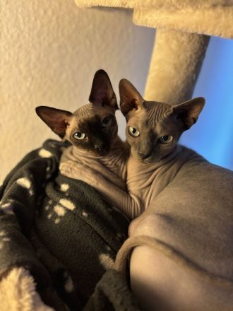 2 Canadian Don Sphynx 1 Kater und 1 Katze (Geschwister)