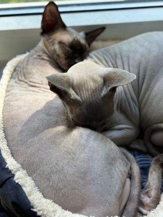 2 Canadian Don Sphynx 1 Kater und 1 Katze (Geschwister)