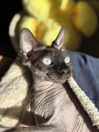 2 Canadian Don Sphynx 1 Kater und 1 Katze (Geschwister)