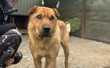 Wer schenkt Sven ein liebevolles Zuhause?