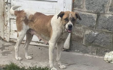 Verliebst du dich in die tolle Annie?