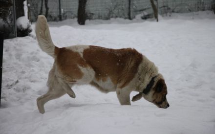 Verliebst du dich in die tolle Annie?