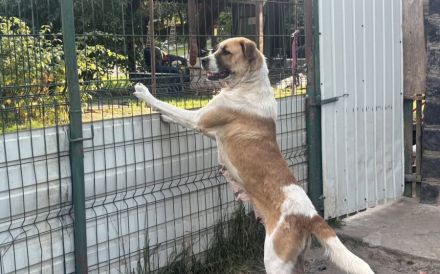 Verliebst du dich in die tolle Annie?